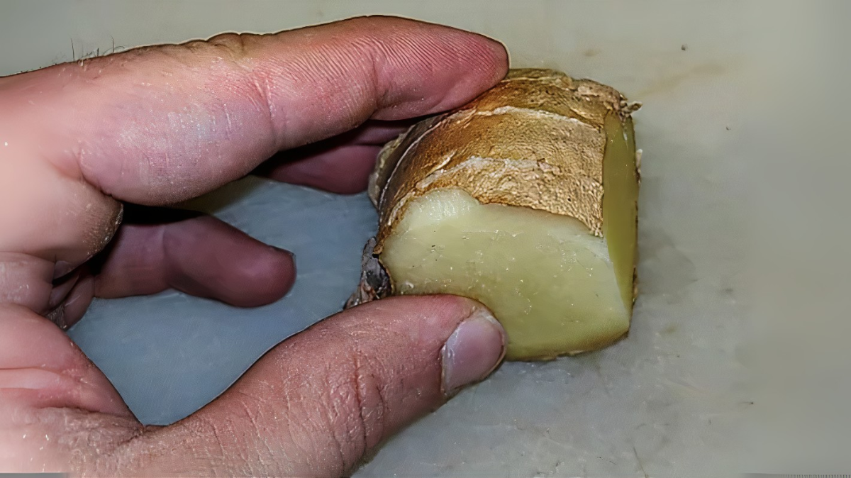 Mão segurando um pedaço de gengibre fresco cortado